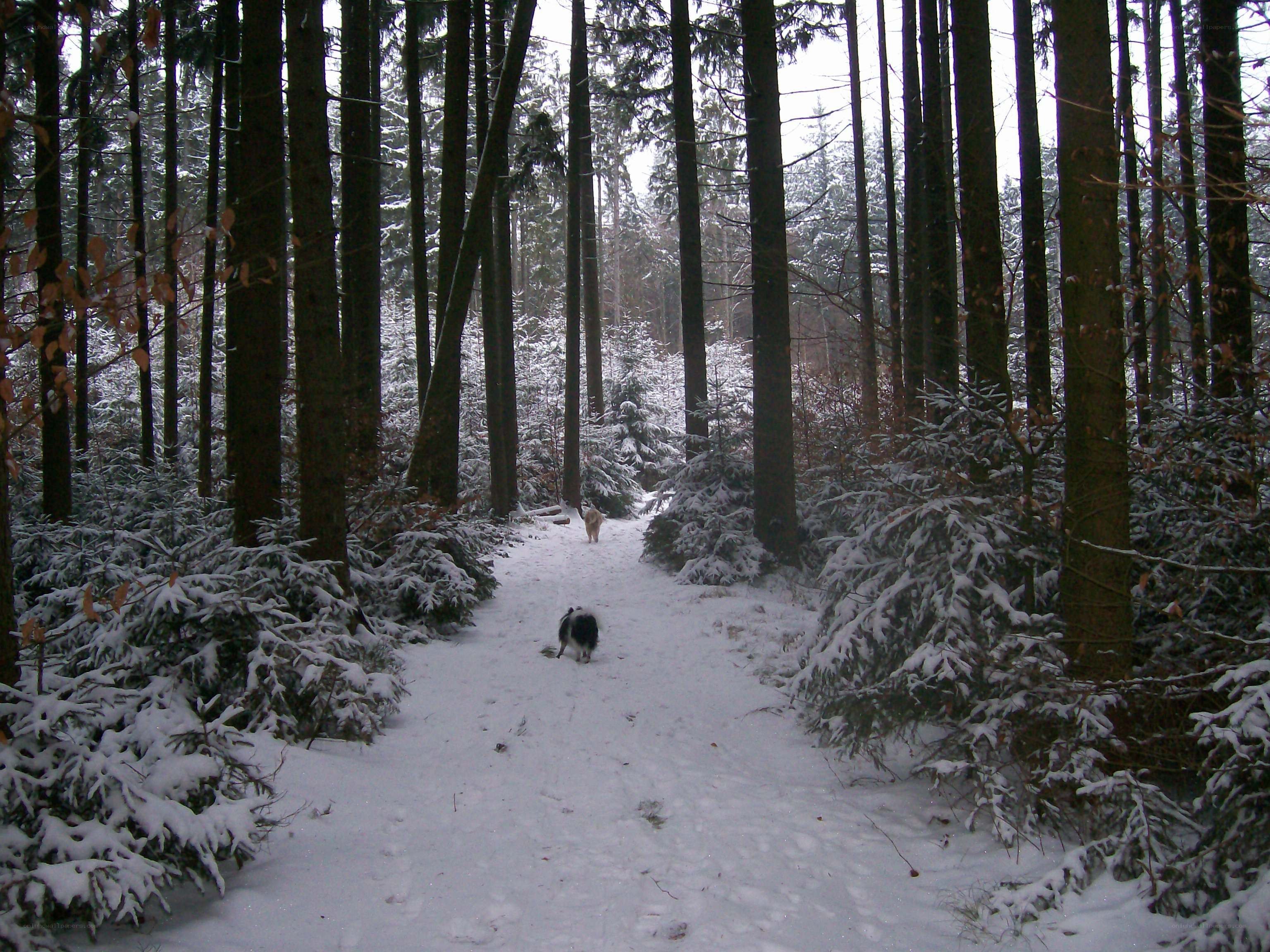 Dogs walking in snowy forest