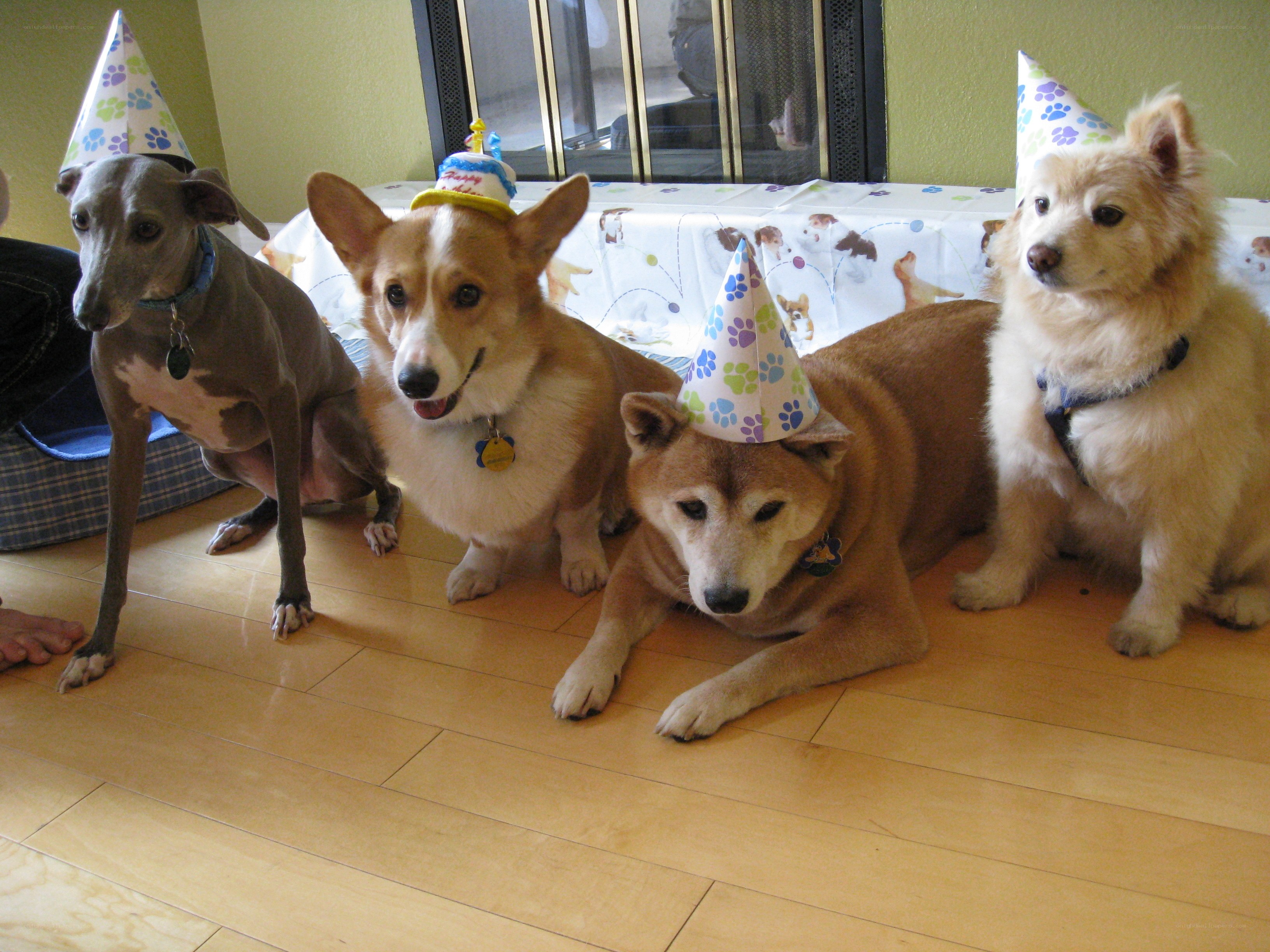 dogs wearing party hats
