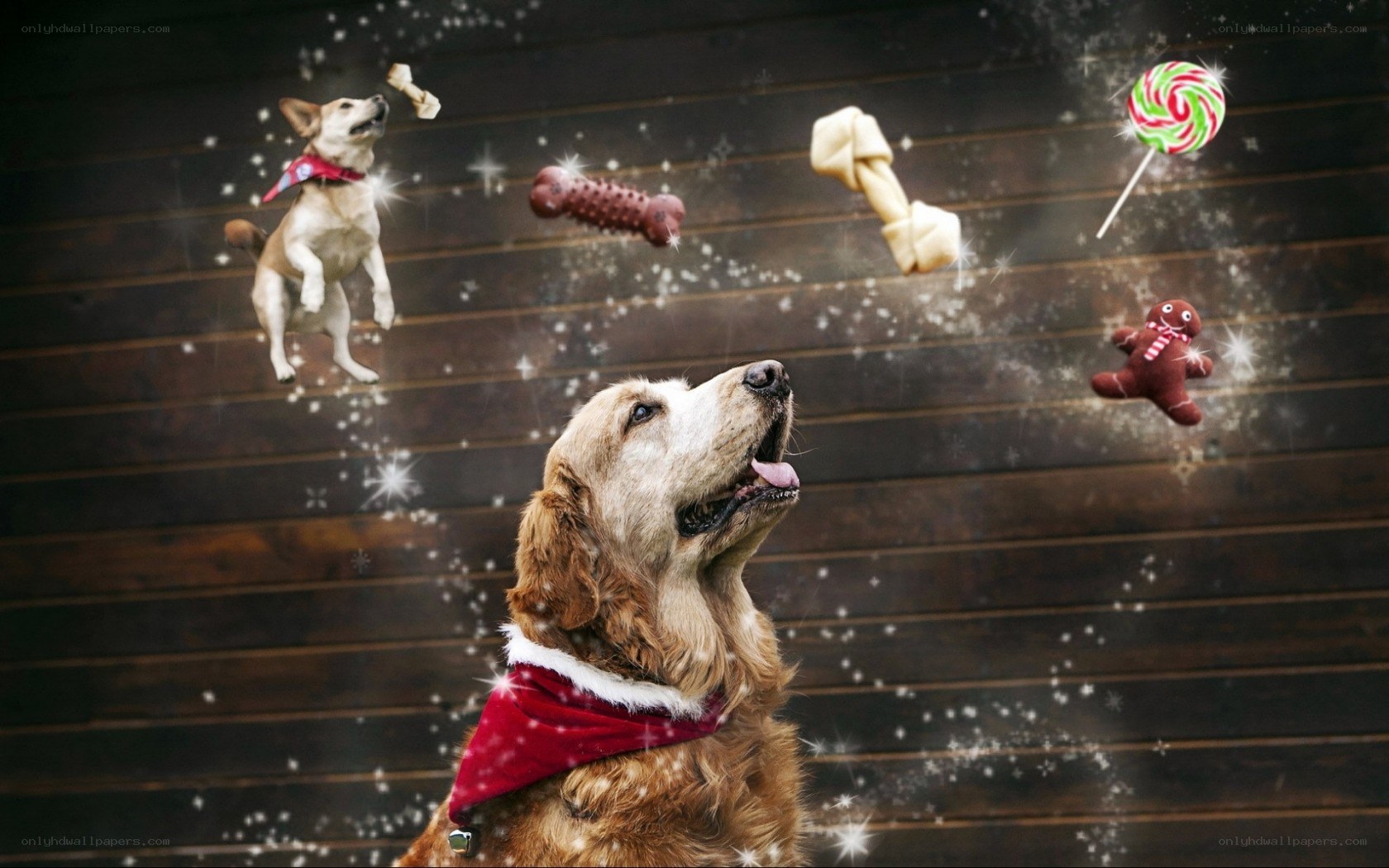 Dogs with holiday treats