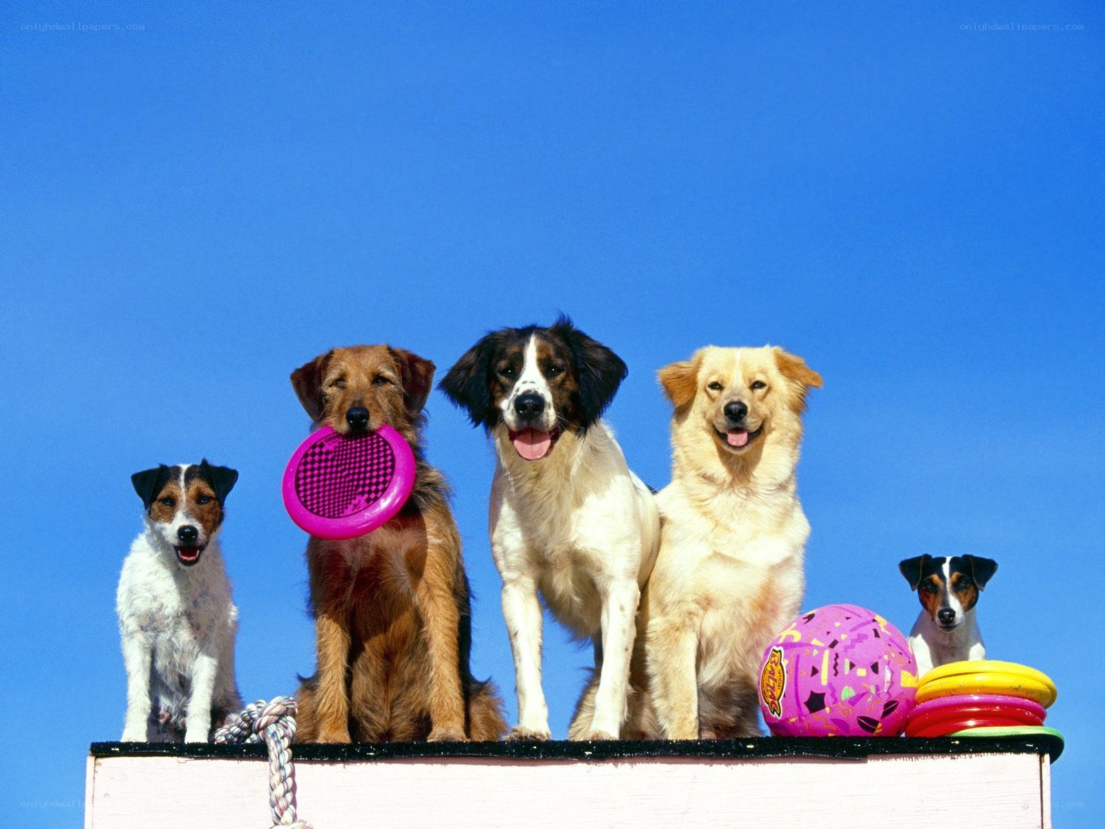 Dogs with toys on a platform