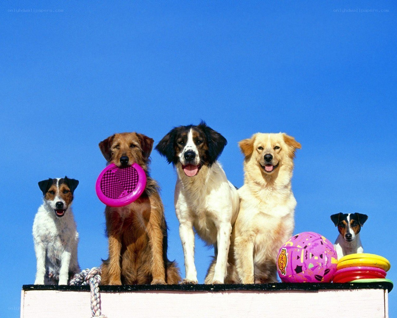 Dogs with toys on a platform