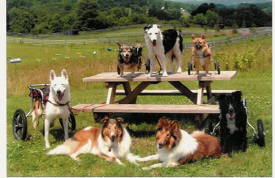 Dogs with wheelchairs at a picnic table