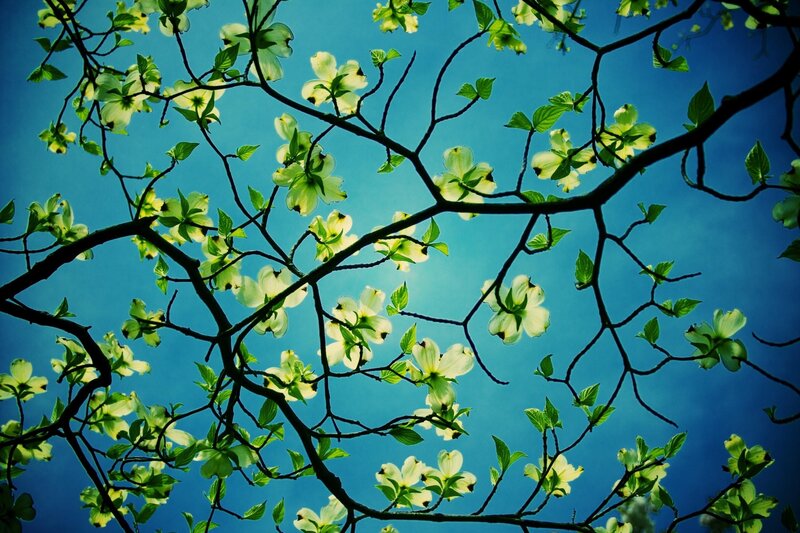 Dogwood Blossoms on Branches