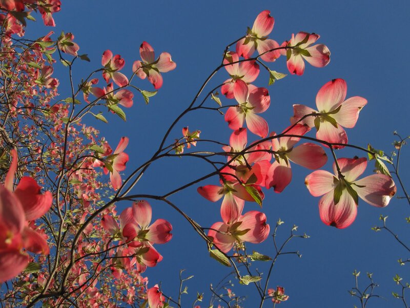 Dogwood Blossoms