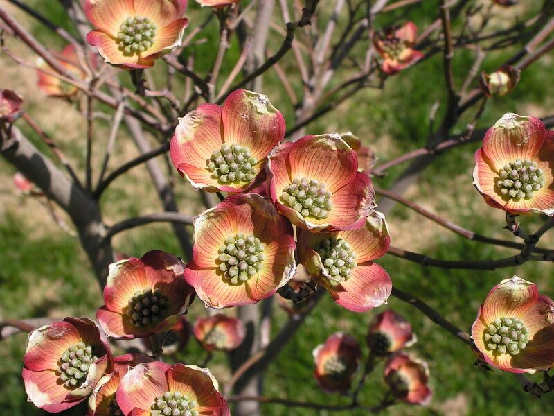 Dogwood Flowers on Branch