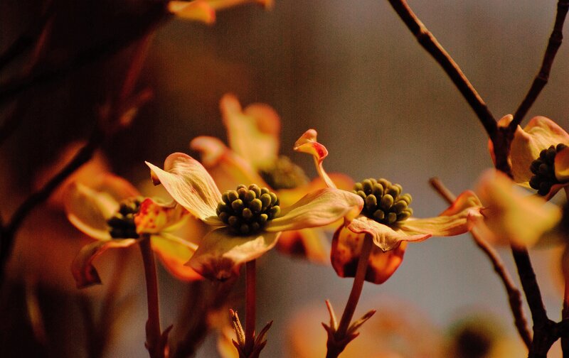 Dogwood Flowers on Branch — Yellow