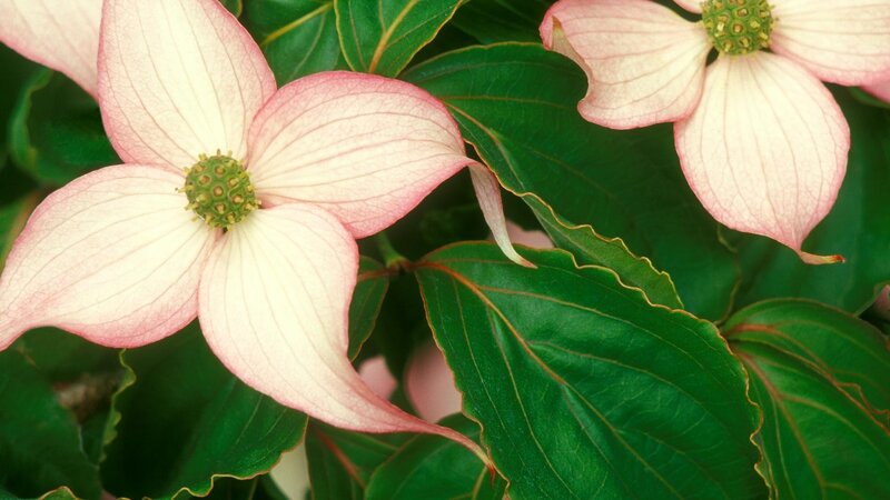 dogwood flowers with green leaves