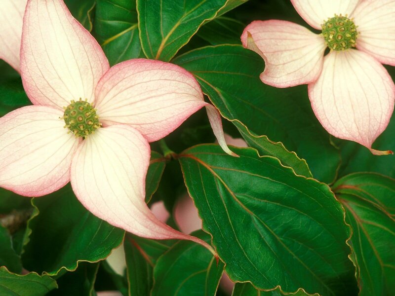 dogwood flowers with green leaves