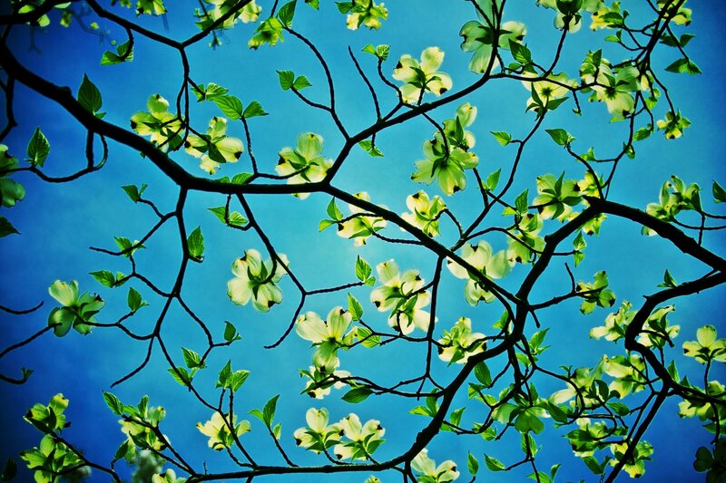 Dogwood Tree Branches