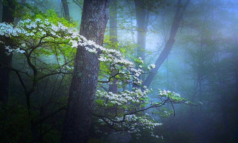 Dogwood Tree in Forest