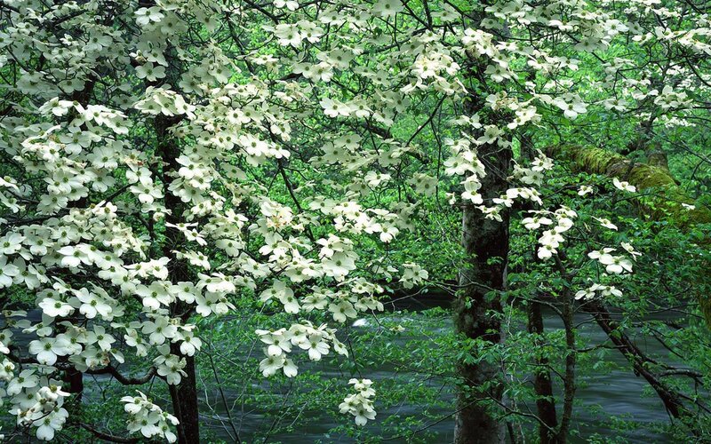 Dogwood Trees in Bloom