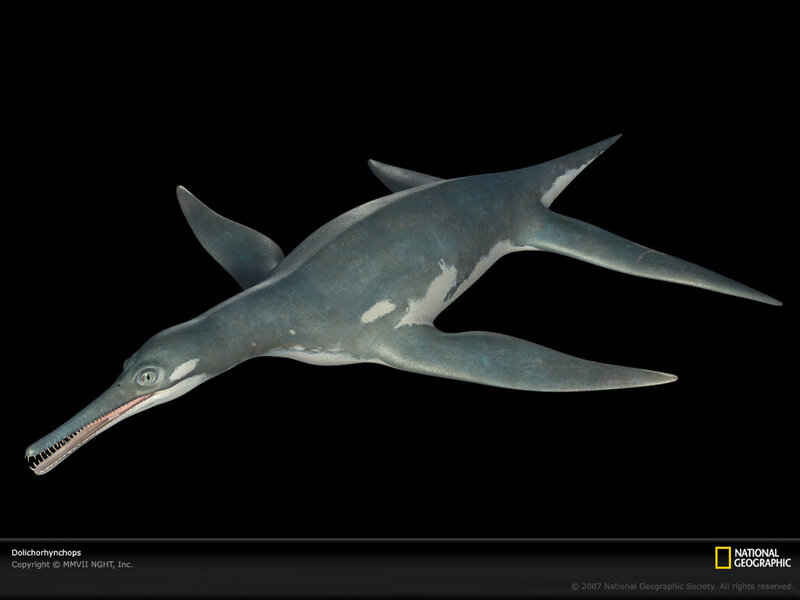 Dolichorhynchops reconstruction