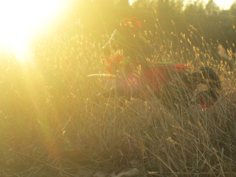 Doll in Tall Grass