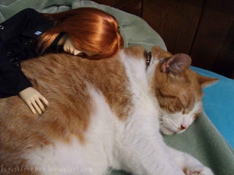 doll sleeping on cat