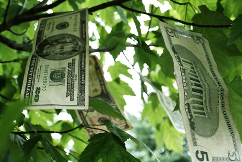 Dollar Bills in Tree
