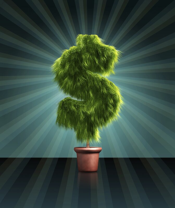 dollar sign plant