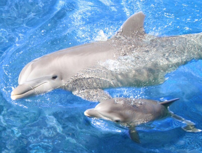 Dolphin and Calf — Blue, Calm, Photograph
