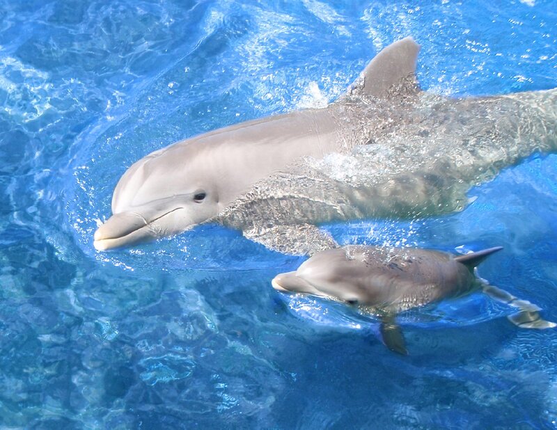Dolphin and Calf — Blue, Calm