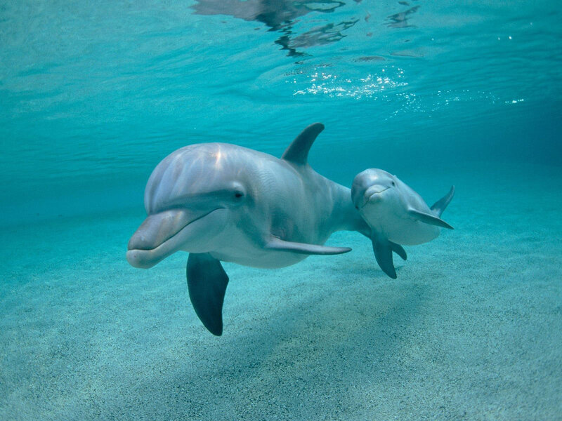 Dolphin and Calf — Blue, Serene, Photograph
