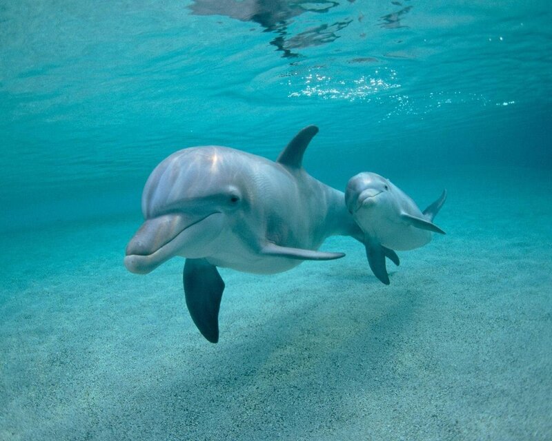 Dolphin and Calf — Blue