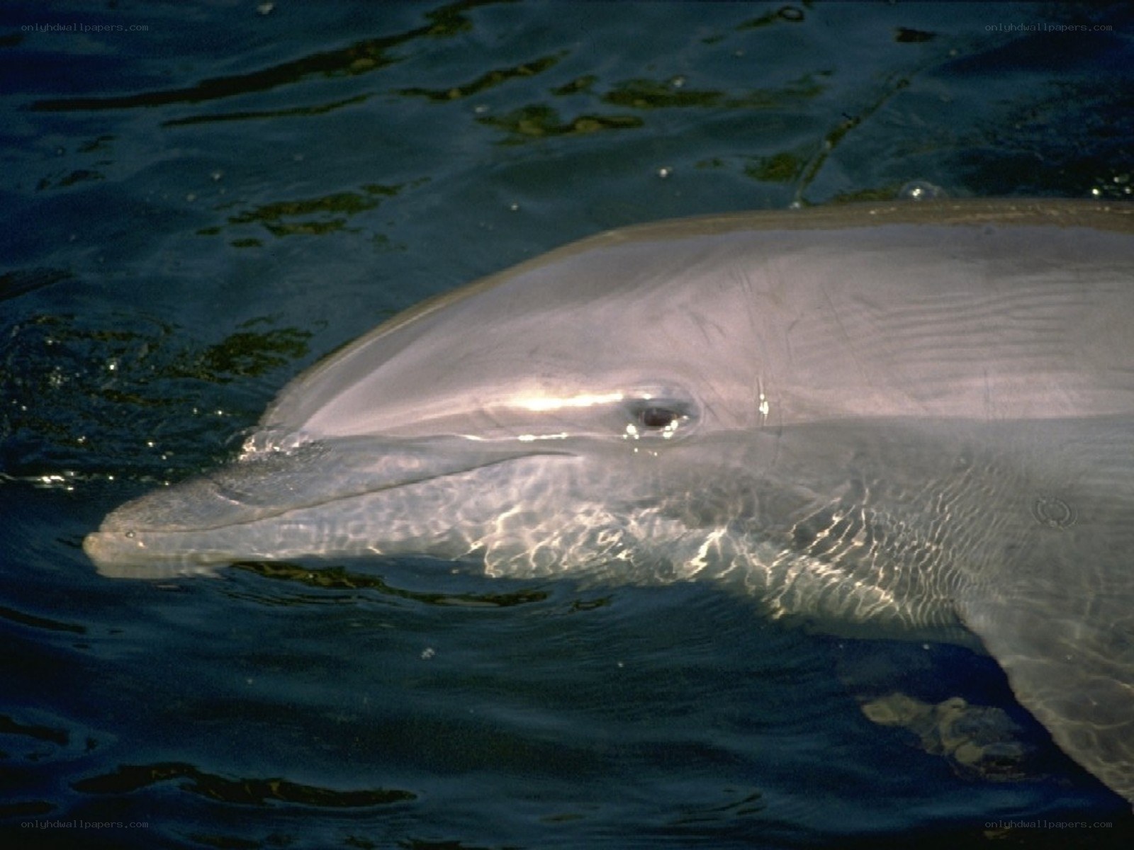 Dolphin at the water's surface