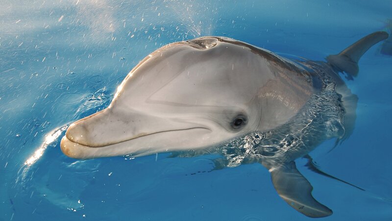 dolphin at the water surface