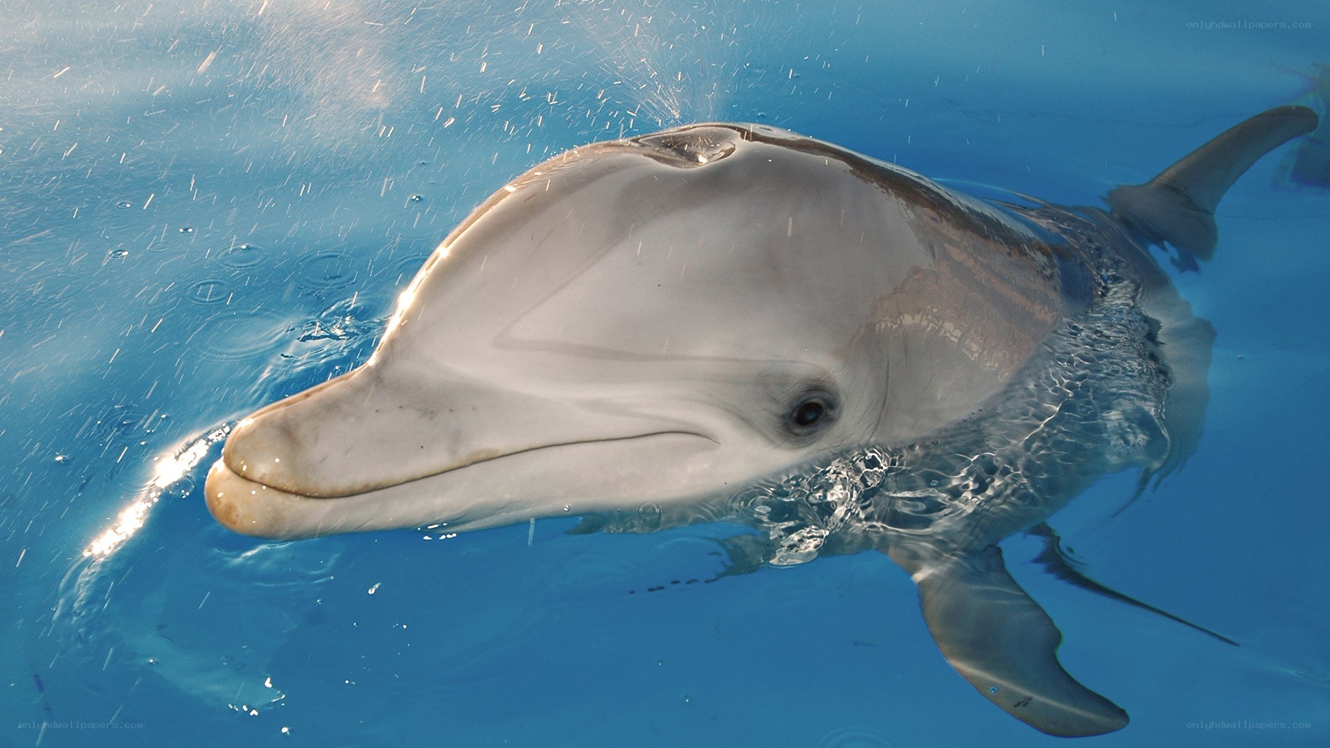dolphin at the water surface