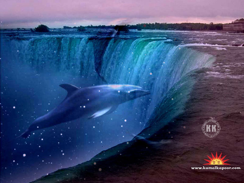 Dolphin at the waterfall