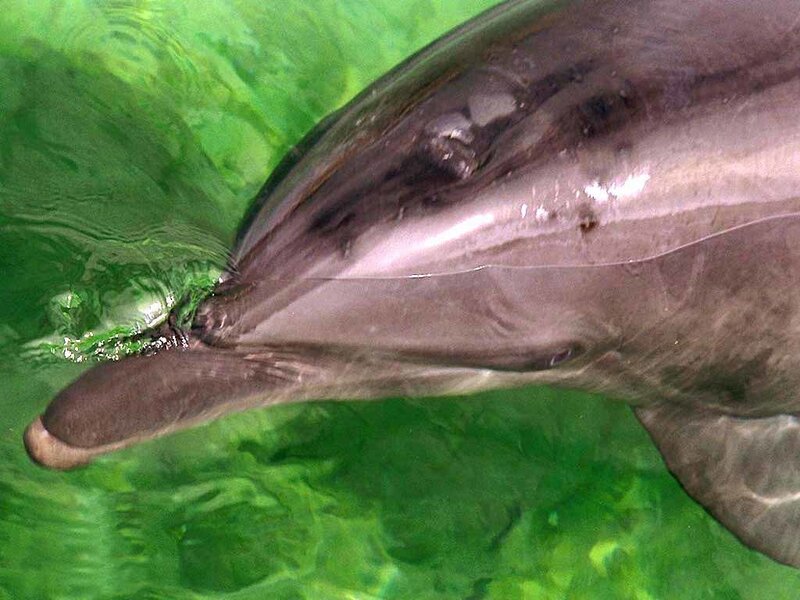 dolphin at water surface
