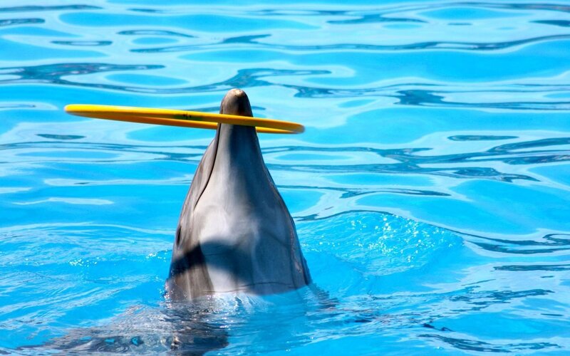 Dolphin Balancing Frisbee