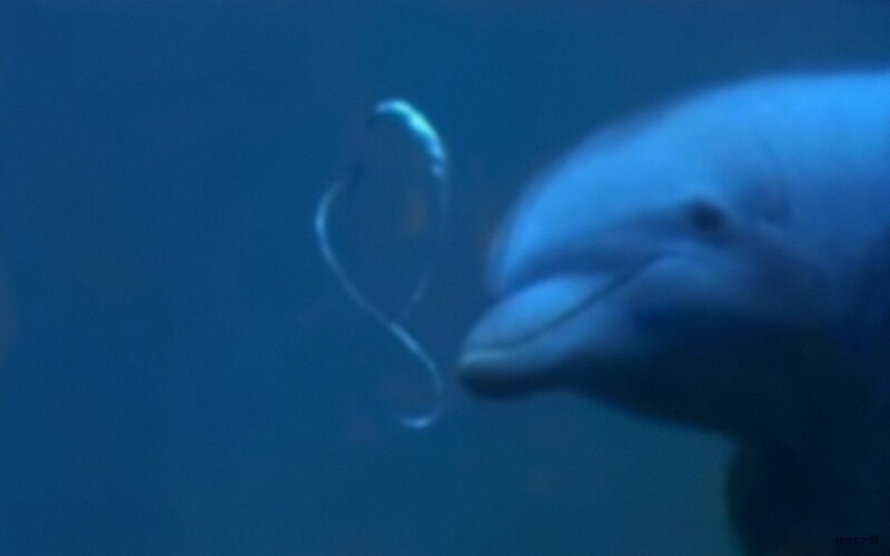 dolphin blowing bubble ring