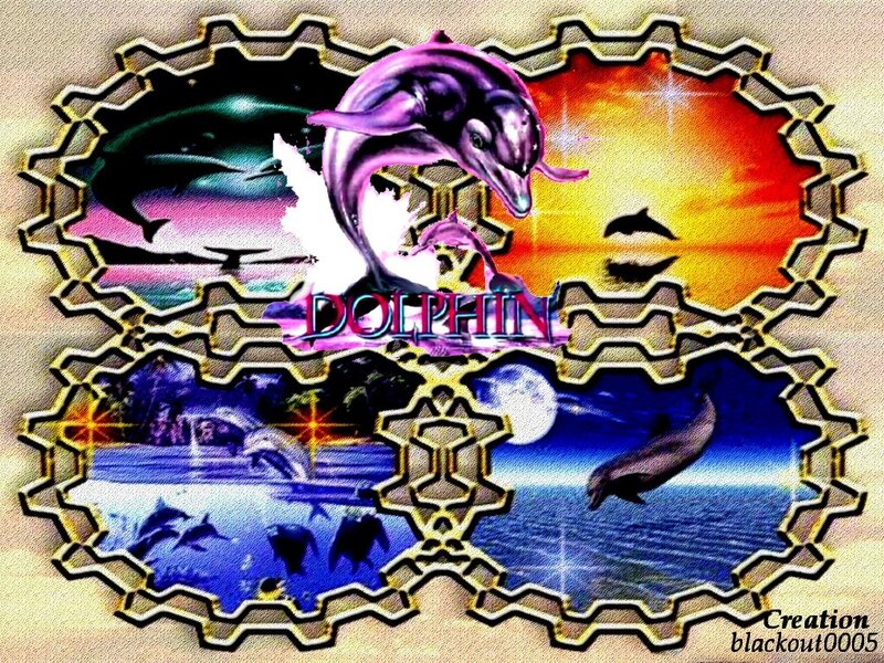 Dolphin Collage