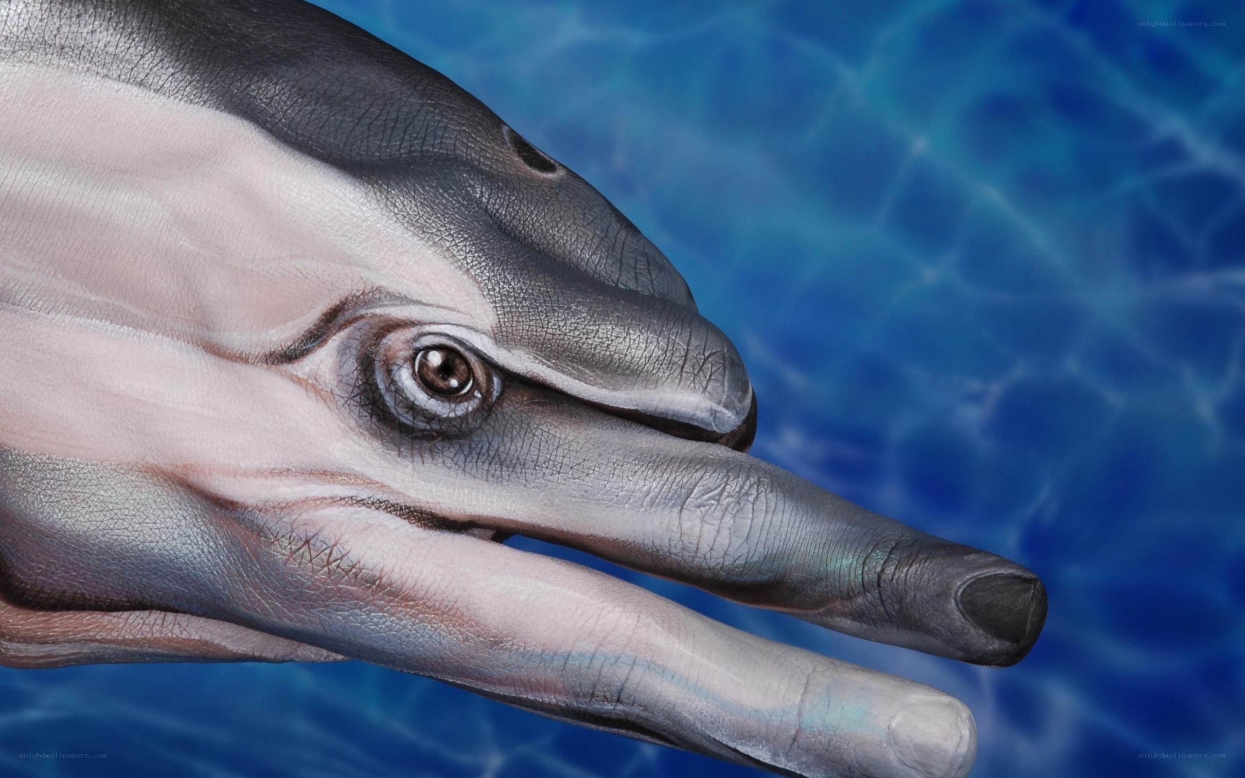 dolphin hand painting