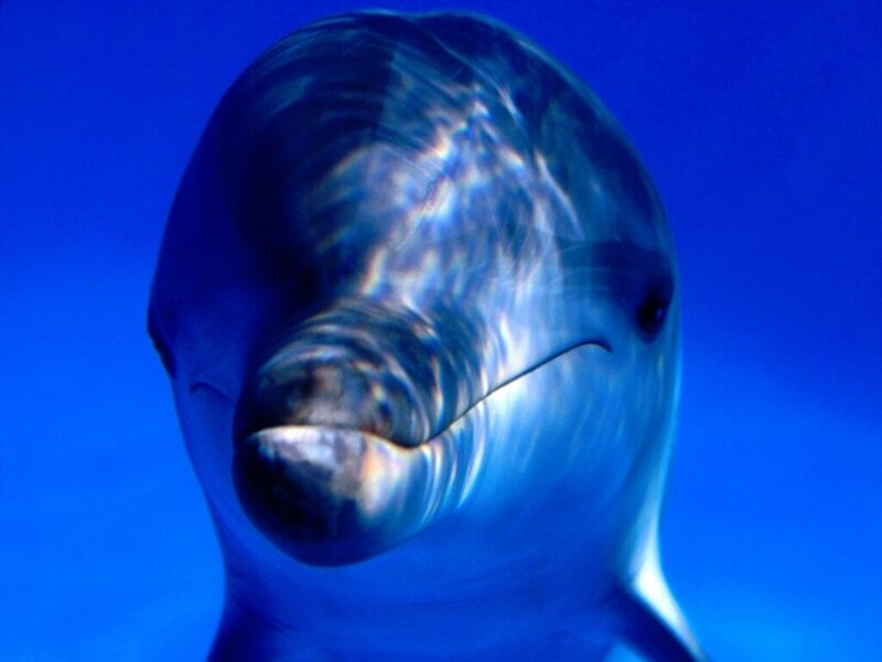 Dolphin Head Close-up