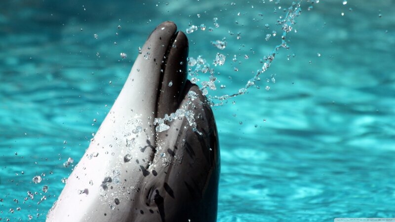 Dolphin Head in Water — Blue, Active