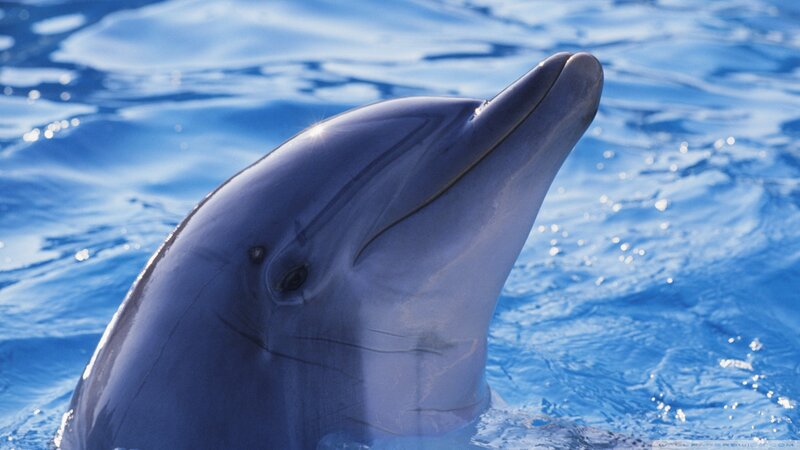 Dolphin Head in Water — Blue, Calm