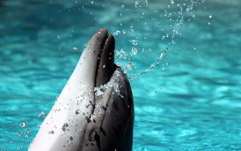 Dolphin Head in Water — Blue
