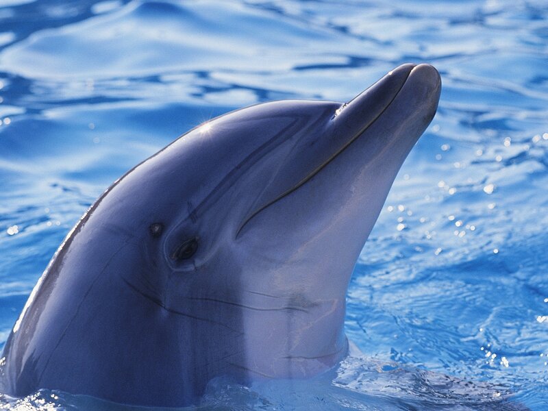 Dolphin Head in Water