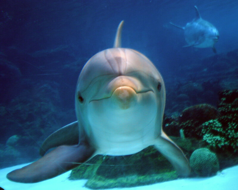 Dolphin in Aquarium — Blue