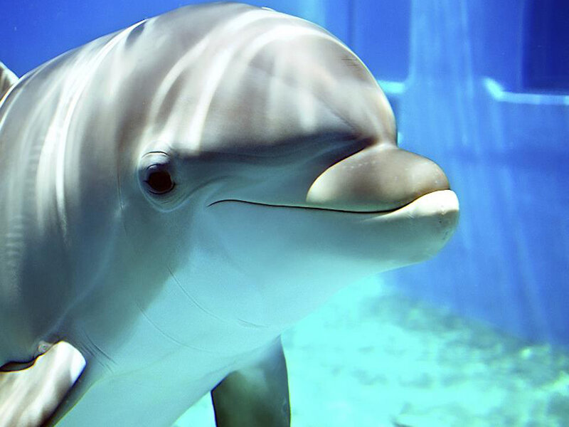 Dolphin in Aquarium