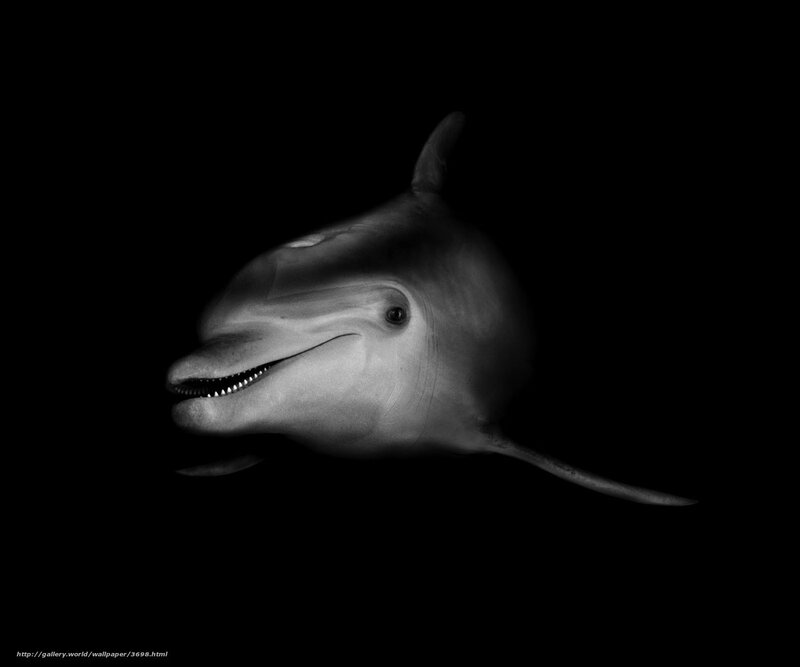dolphin in black and white