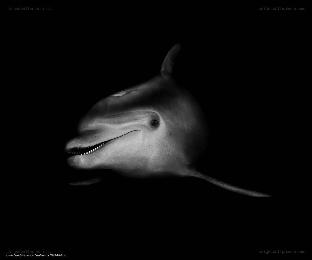 dolphin in black and white