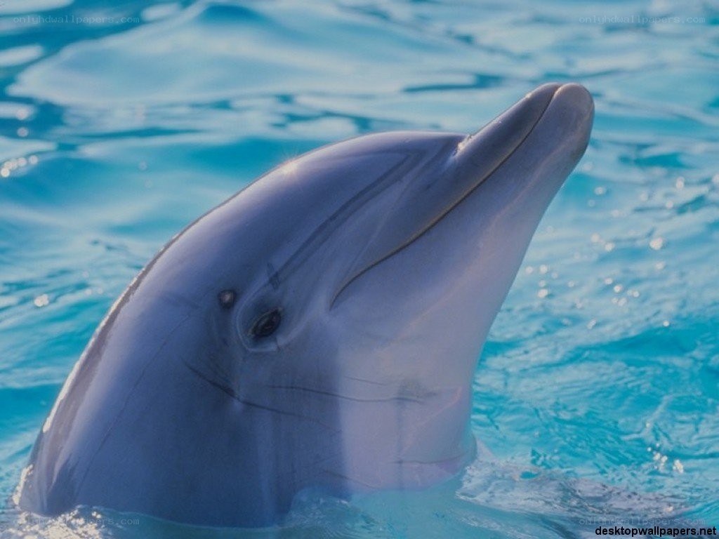 dolphin in blue water