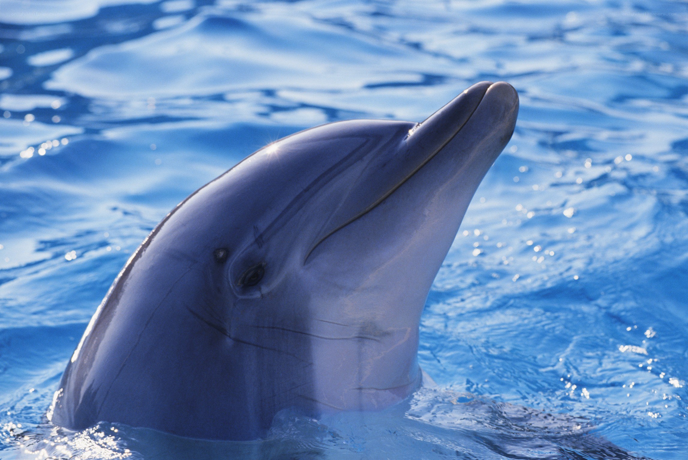 Dolphin in blue water