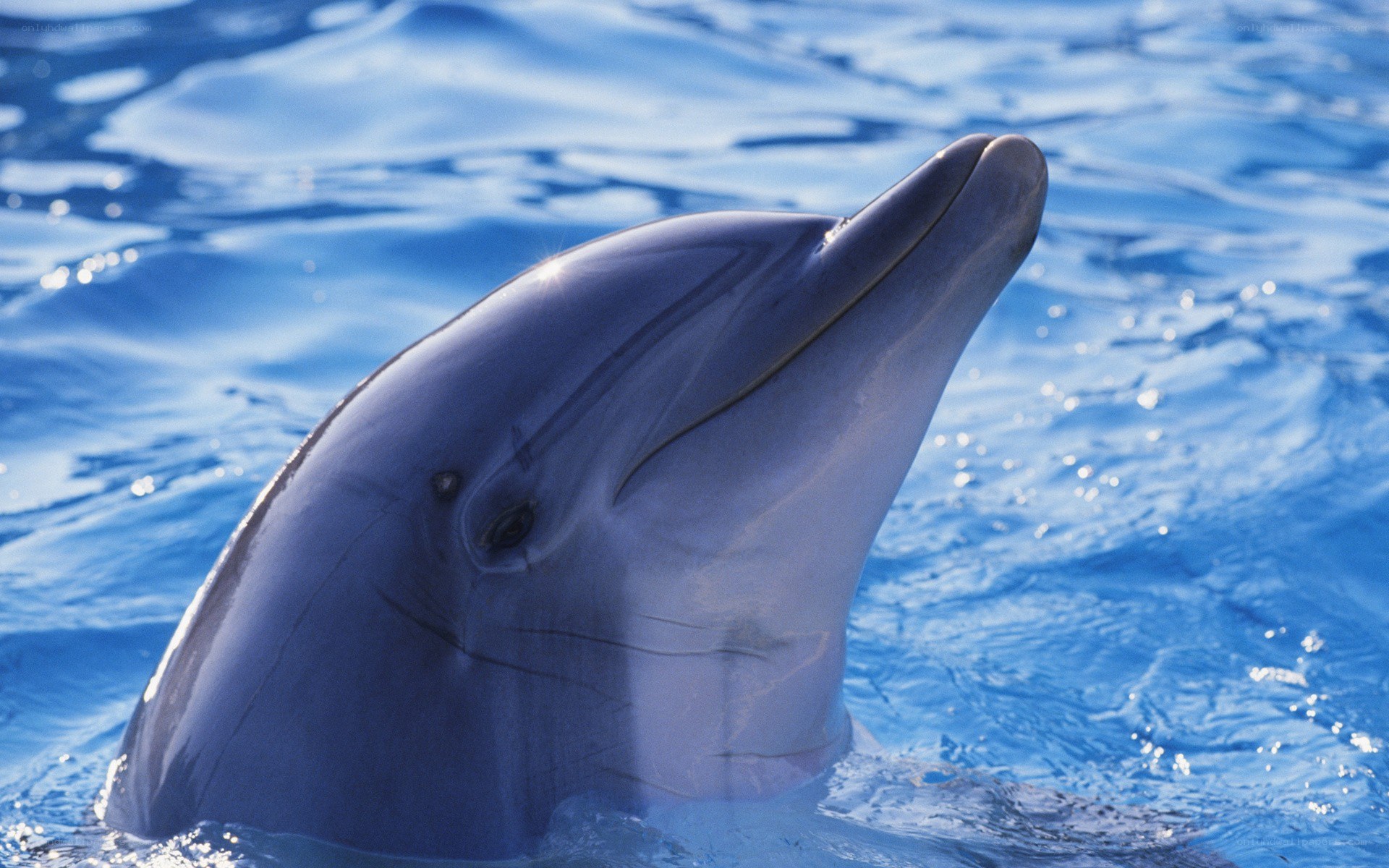 Dolphin in blue water