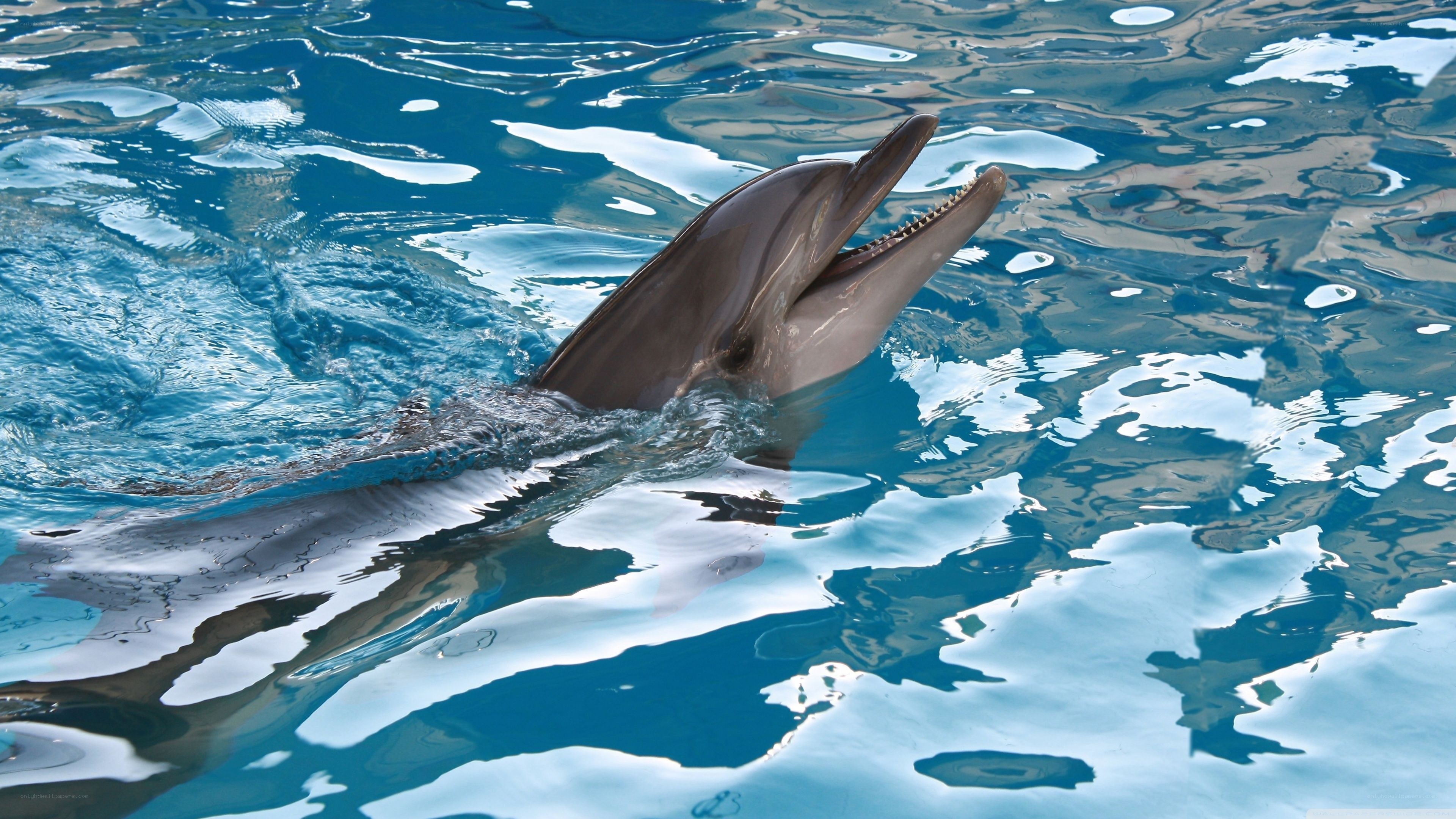 dolphin in blue water