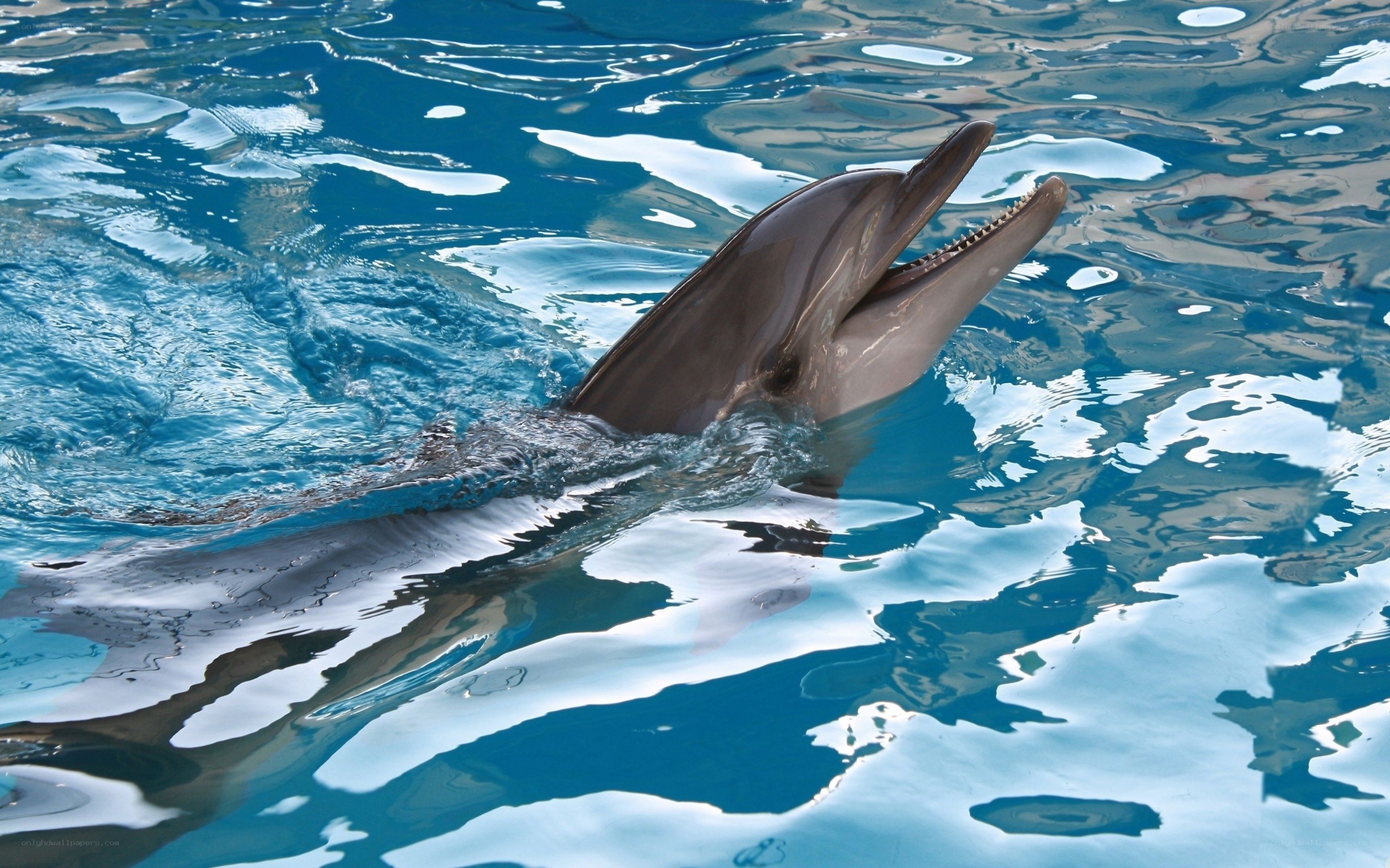 dolphin in blue water