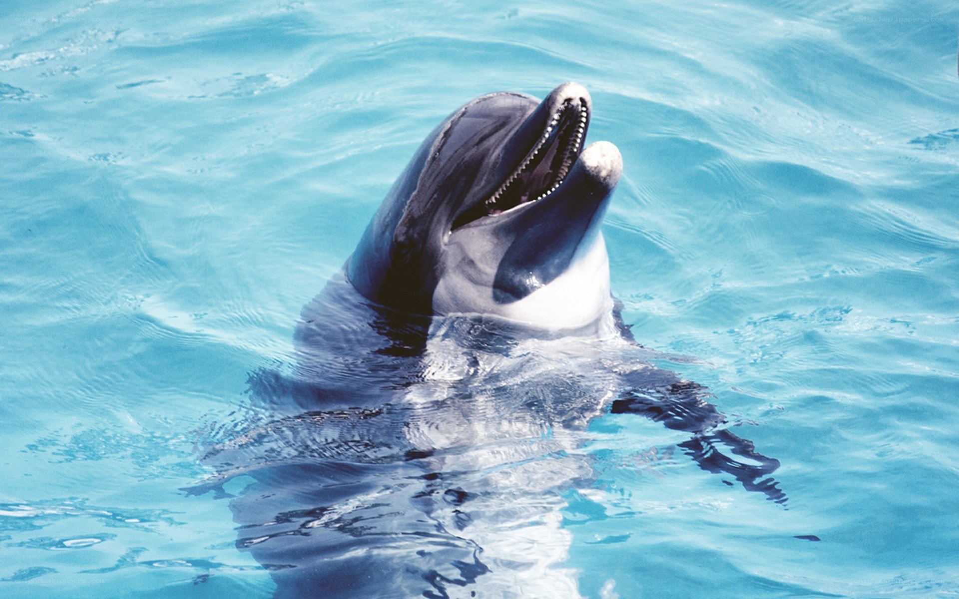 dolphin in blue water