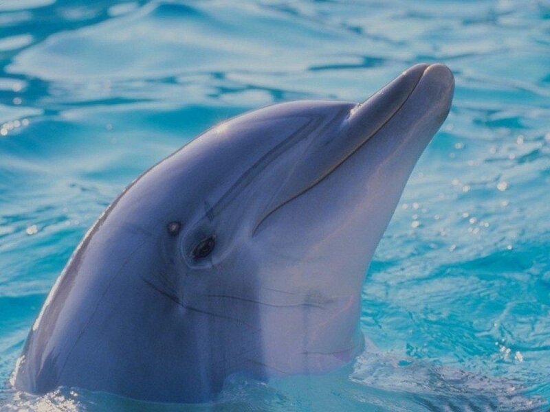 dolphin in blue water