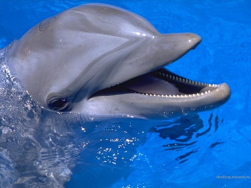 Dolphin in blue water